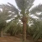 يوجد لدينا جميع مقاسات انخل العربي