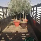يوجد لدينا انوع الشجر والزيتون المعمر والنخيل عربي وشنطني