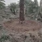 مقول نخل عربي وشنطني وصينة مزراع