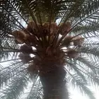 جميع انواع النخيل وتركيب الشبوك