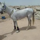 يوجد طلعات داخل وخارج الرياض خيل جمال سياسي