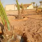 نخل اخلاص مثمر