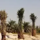 زراعة النخيل