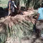 نخل توريد وزراعه