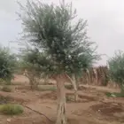 توريداشجار زيتون