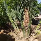 جث وغرس وتكريب النخيل والأشجار
