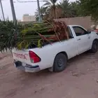 يوجد لدينا نخل للبيع نخل القصيم