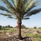 نخل للبيع توصل جميع المناطق