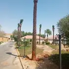 يوجد لدينا نخل عربي ولاوشنطن وسدر وزيتون
