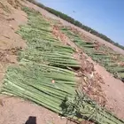 نخل فسايل صقعي مجدول سكري اخلاص