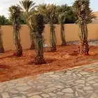 يوجد لدينا جميع انواع النخيل المثمر والزينه جميع انواعه ومقا