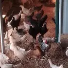 دجاج بشاير ألمنيوم وفيومي