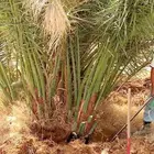 نخل للبيع صقعي رشودي عجوه مجدول عنبر نخيل سلج سكري برني ونان