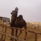 بعير منتج وناقه للبيع