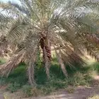 نخل للبيع نقايل وفسايل