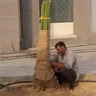 زراعه نخيل