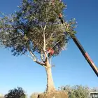 تبوك تبوك تبوك