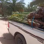 فسائل جميع الانواع مثمرة