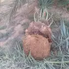 1-زرعه انخيل بجميع انوعه عربي ووشنطونياء مع صيانه وانظافه