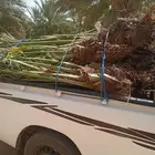 فسائل نخيل ممتازه