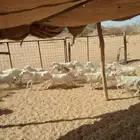رخال رفيدي جذعاة بلدي