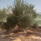 زيتون للبيع مثمر نيبالي محسن