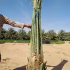 نخل للبيع مثمر زراعه النخل اخلاص سكري برحي حلوه صقعي مجدول