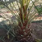 نخل القصيم المثمرة