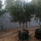يوجد لدينا أشجار الزيتون مثمر جميع المقاسات والحمضيات