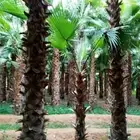 نخيل واشنطني امريكي ابو مروحه