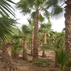 نخل مثمرونخل واشنطن