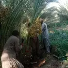 زبايناالكرام يوجدلدينانخل خلاص ومنيفي وهشيش وصقعي ومجدول