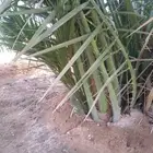 فسائل القصيم