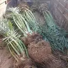 نخل قلع وركز وترحيل جميع انوع انخل الرياض