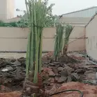 لجميع أعمال النخيل والواشنطني