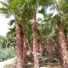 تشذيب وتكريب اشجار النخيل والعناية بها