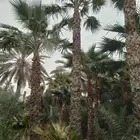 موجود لدينا جميع انواع الواشنطنيا