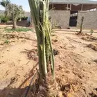 فسائل اخلاص مثمرة