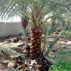 نخل شمشوله ومصيفه للبيع من مترونص المدينه القصيم