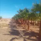 يوجد الدينا نخل وشنطني درجه اول