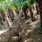 سلام عليكم يوجد لدينا جميع انواع انخيل المثمر وزينه