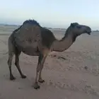 للبيع الصفراء سنها جذعه وسليمه من جميع العذاريب