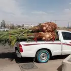 نخل للبيع
