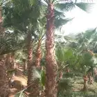 اجود انواع النخل الواشنطني