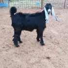 جفرة للبيع