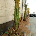 نخل مثمر للبيع اخلاص صقعي مجدول روثانا برحي هلالي نخيل منيفي