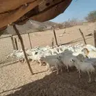 رفيدي جذعاة بلدي