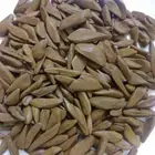 عود مروكي طبيعي محسن