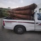 نخيل وشنطني زينه وعربي
