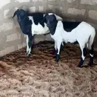 لكم عندي عرضين